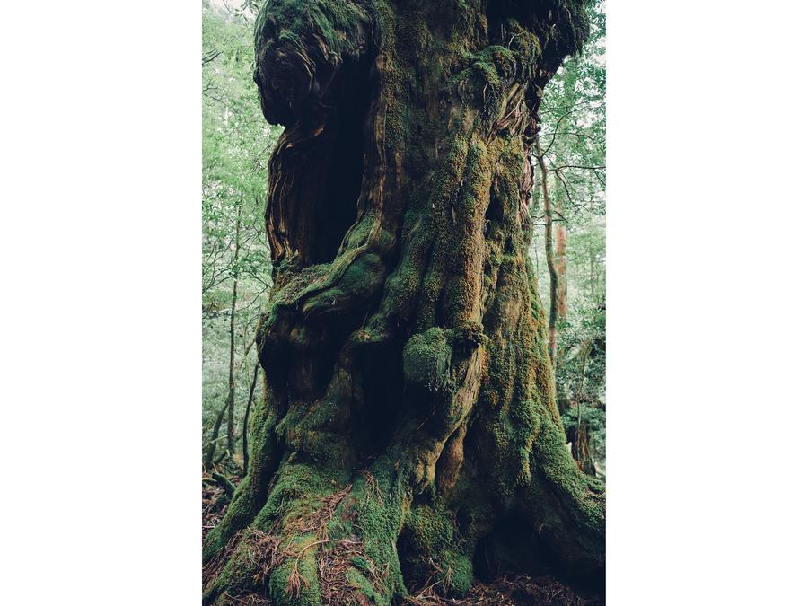 屋久島 悠久刻のサムネイル